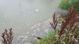 또 물고기 떼죽음... 화성시, 세제 원료 무단 방류 사업장 적발