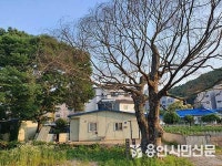 용인시 보호수 103곳 112 그루 달해... 마을숲 다수는 훼손 심각