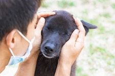 검은 개 증후군