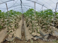 [사진] 물 빠진 곡성은 지금... 죽은 소 사체 즐비