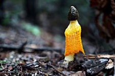 [사진] 북한산에서 만난 망태버섯