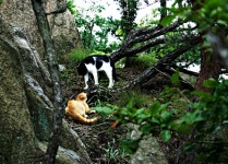 [사진] 북한산에서 만난 망태버섯