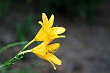 [사진] 북한산에서 만난 망태버섯