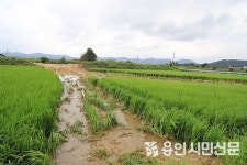 용인은 하루아침에 무너지고 끊기고 넘치고 잠겼다