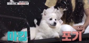 '개훌륭' 강형욱 훈련사의 과한 분노가 이해됐다