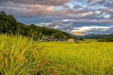 [합천] 황금빛 들판, 가을이 익어간다