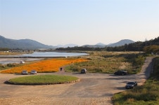 코스모스 옆에 억새가 살랑살랑, 경주의 가을이 여기 있네