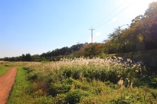 코스모스 옆에 억새가 살랑살랑, 경주의 가을이 여기 있네
