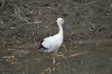 [사진] 봉선지에 이어 길산천에 나타난 천연기념물 황새