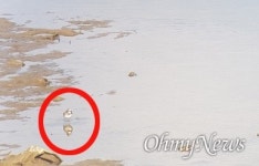 창녕함안보 수위 낮추니... 놀라운 변화, 불편한 진실 동시에