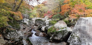 지리산 피아골 단풍, 살짝 보여드릴게요
