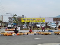 423년 전 이순신 장군도 맛 본 구례의 감