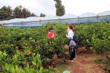 단돈 5천 원에 이만큼... 올겨울 감귤 걱정은 없겠네요