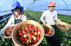 [거창] 딸기 맛보세요