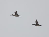 세종 장남평야 찾아온 가창오리... 2012년 이래 최초