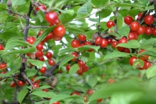 소설 한 편을 쓰기 위해 50년이 걸렸습니다