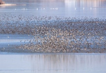 [창원] 주남저수지 가창오리 3만, 재두루미 130마리 찾아와