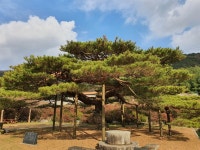 Z세대 커플은 이 나무 하나 보러 부여에 간다