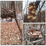 아이들과 까치 둥지 만들기, 어디가 좋을까