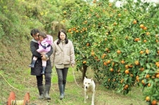 감귤 농사 9년, 농사만 잘 지으면 될 줄 알았는데