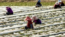 [합천] 햇살 따스한 봄날, 바빠지는 농촌 들녘