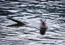 [사진] 봄이 왔나... 고개 내민 지리산 엄천강 수달