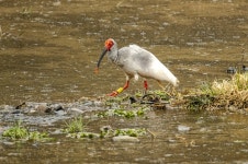 [합천] 천연기념물 따오기, 율곡천에서 먹이 활동