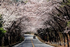 군항제 안 해도, 숨멎도록 예쁜 벚꽃 놓칠 순 없죠