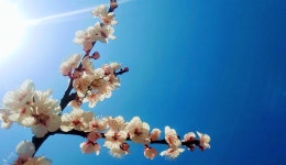 좋은 땅 양보한 텃밭 식구들과 특식을 나눠 먹었습니다