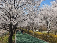 강남구, 양재천 벚꽃길 개방