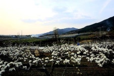 [모이] 사월이 되니 배꽃도 피었습니다