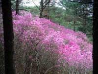 연분홍 진달래에 불타는 천주산