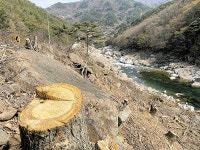 함양군 지리산 초입 용유담 강변 나무 수십그루 벌목