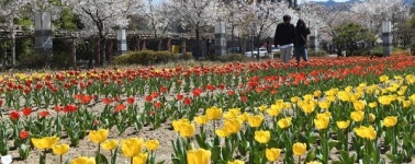 [거창] 수승대 튤립 사이로