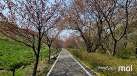 [사자] 벚꽃 진다 서운해 마세요