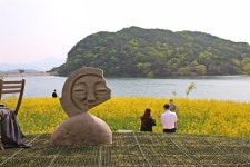 요즘 경주 핫플, 하동 저수지 유채꽃밭