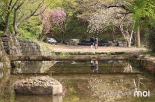 [사진] 문수사·개심사 왕벚꽃 개화... 화려함 뽐내