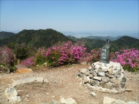 연홍빛 낭만, 산철쭉 꽃길에서 즐기세요