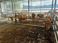 소 브루셀라병, 우리 농장까지 찾아왔어요