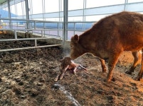 소 브루셀라병, 우리 농장까지 찾아왔어요