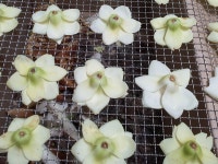 이 꽃 차를 만들려고 1년을 기다렸습니다