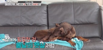 충격적이었던 CCTV 영상, '개훌륭' 강형욱도 의아해했다
