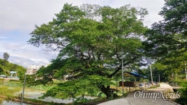 수령 400년 희소성 매우 높은 푸조나무 발견, 보호 시급