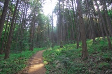 핸드폰 안 터지는 숲속, 아이들이 한 기막힌 행동