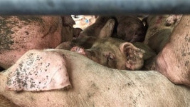 지구에서 가장 슬픈 곳, 도살장에서 만난 돼지 이야기