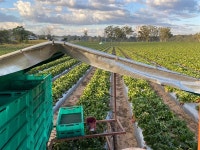 호주 농장의 30대 박씨 한국 최저임금 높으면 여기 왔겠냐