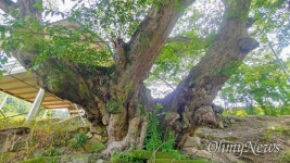 [보도 후] 400년 푸조나무, 보호수 지정 절차 밟기로