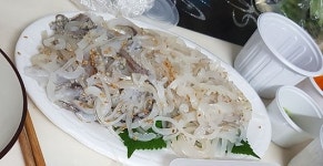 지금 맛있는 산 오징어 회, 이렇게 먹어야 합니다
