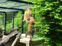 동물원이 사라지면 동물원 동물들은 행복할까?