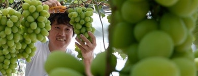 [거창] 포도계의 황제 샤인머스캣 수확